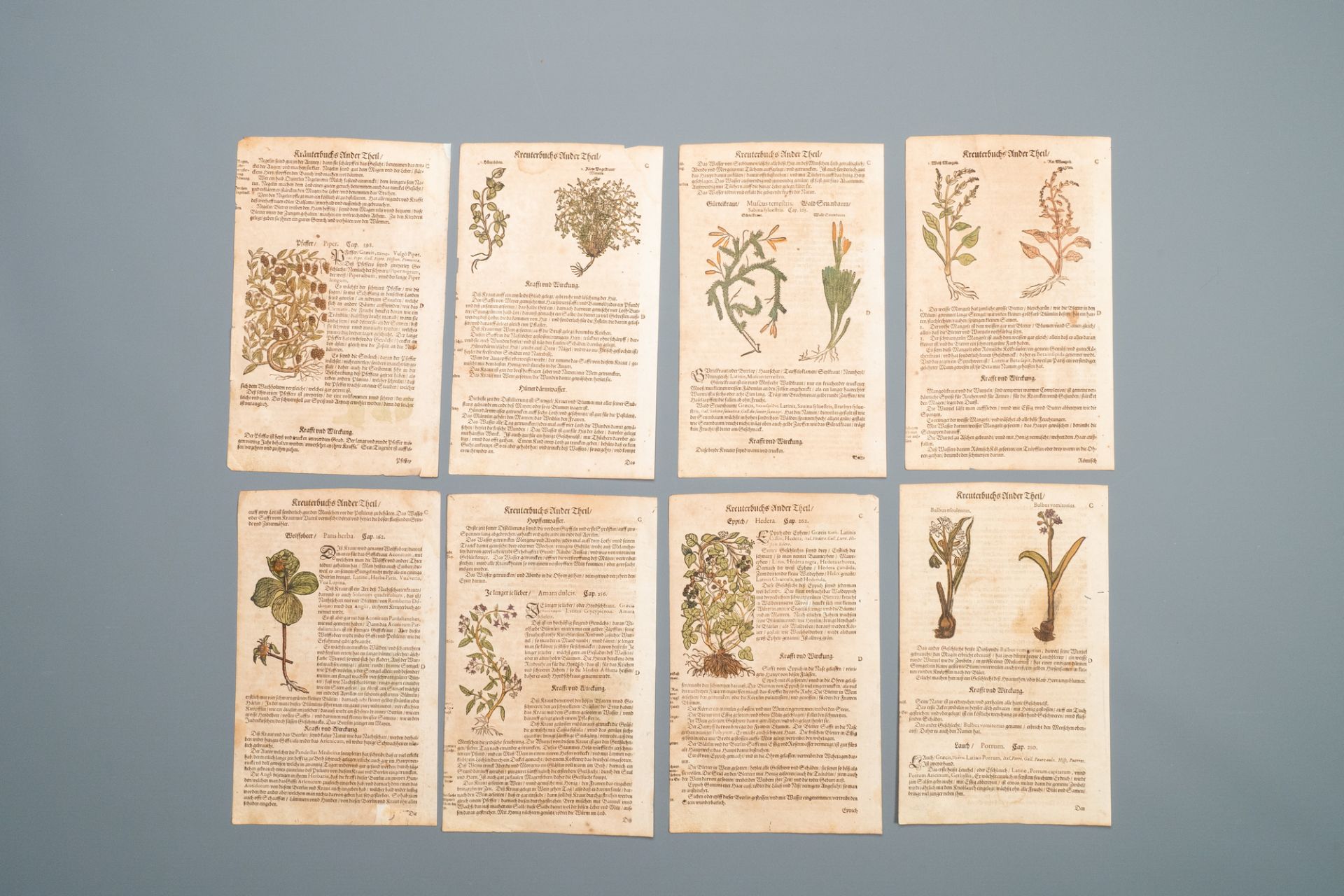 83 partly hand-coloured pages from botanical works, 16/17th C. - Image 6 of 6