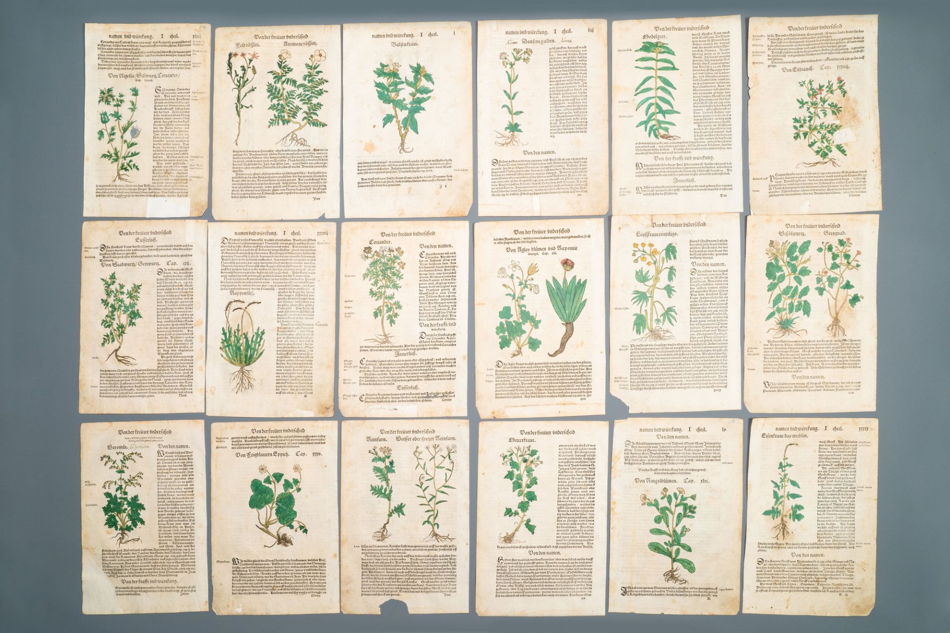 83 partly hand-coloured pages from botanical works, 16/17th C. - Image 4 of 6