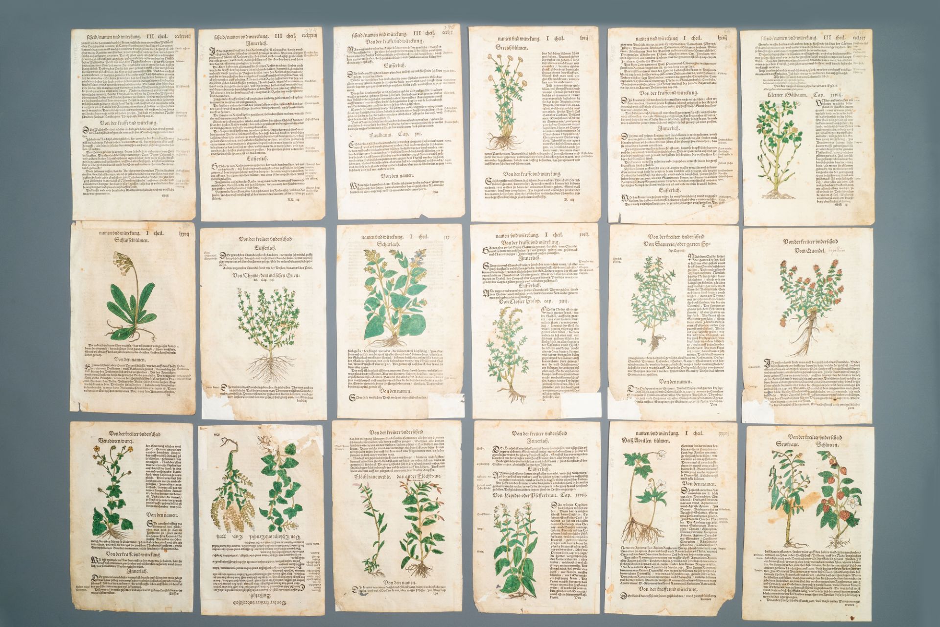 83 partly hand-coloured pages from botanical works, 16/17th C. - Image 3 of 6