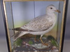 VICTORIAN TAXIDERMY STUDY OF A GULL, cased, 47cms H, 45.5cms W, 22cms D