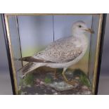 VICTORIAN TAXIDERMY STUDY OF A GULL, cased, 47cms H, 45.5cms W, 22cms D