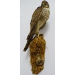 TAXIDERMY - wall mounted Sparrowhawk on a naturalistic perch, 42cms long