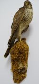 TAXIDERMY - wall mounted Sparrowhawk on a naturalistic perch, 42cms long