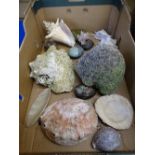 BRAIN TYPE CORAL and a quantity of seashells and painted pebbles, 16cms H, 19cms across the coral