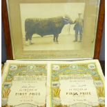 ANTIQUE PHOTOGRAPH 1907 - a prize winning Welsh Steer with certificates and ephemera