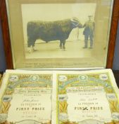 ANTIQUE PHOTOGRAPH 1907 - a prize winning Welsh Steer with certificates and ephemera