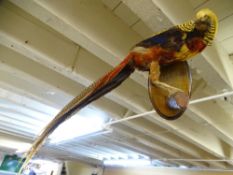 TAXIDERMY - Golden/Chinese pheasant mounted on a perch, wall hanging