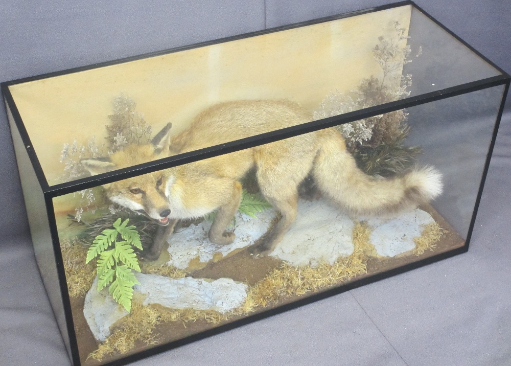 TAXIDERMY - prowling fox in glass cabinet, 50cms H, 97cms W, 38cms D - Image 2 of 3