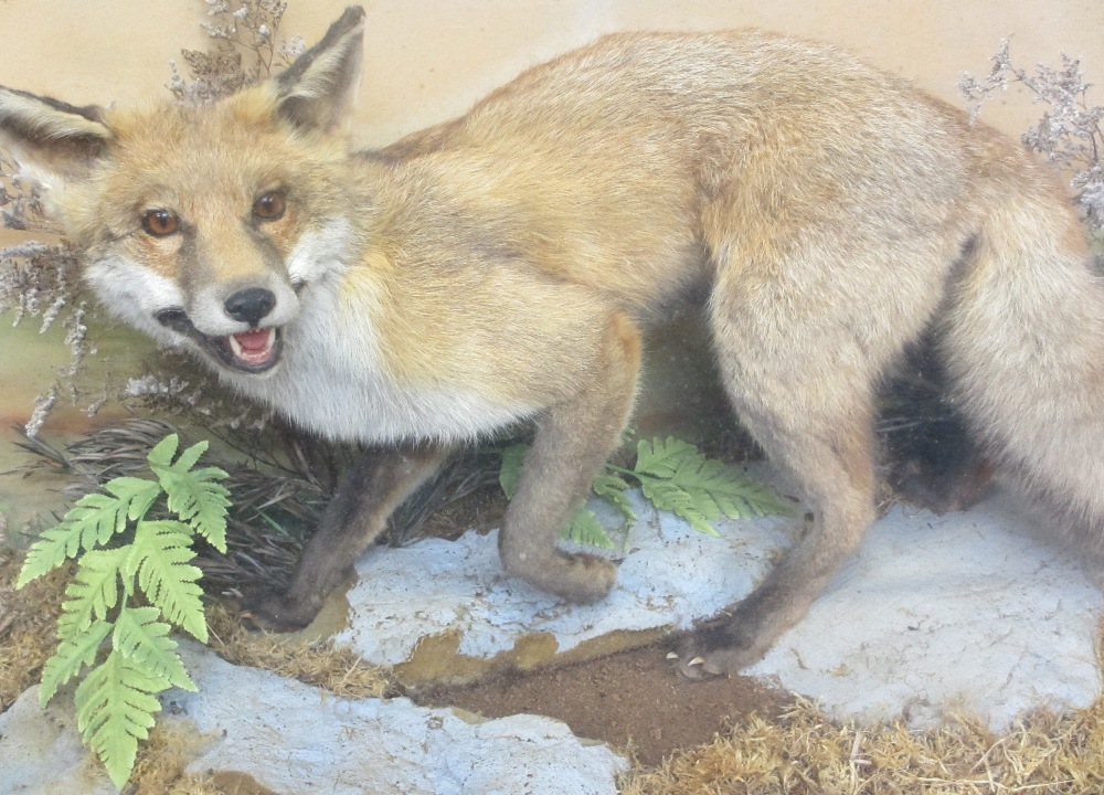 TAXIDERMY - prowling fox in glass cabinet, 50cms H, 97cms W, 38cms D - Image 3 of 3