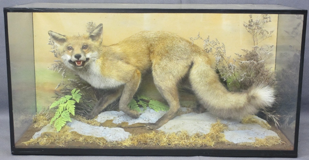 TAXIDERMY - prowling fox in glass cabinet, 50cms H, 97cms W, 38cms D