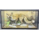 TAXIDERMY - prowling fox in glass cabinet, 50cms H, 97cms W, 38cms D