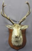 TAXIDERMY - Stag head with five point antlers on shield shape plaque, 115cms H, 60cms W, 50cms D