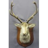 TAXIDERMY - Stag head with five point antlers on shield shape plaque, 115cms H, 60cms W, 50cms D