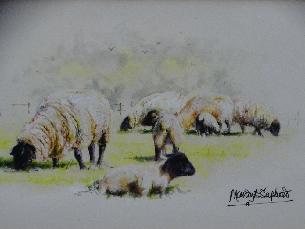 MANDY SHEPHERD watercolour - black headed sheep grazing, signed in full, 8 x 18cms