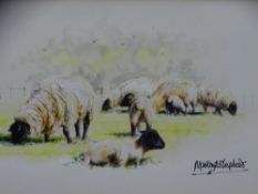 MANDY SHEPHERD watercolour - black headed sheep grazing, signed in full, 8 x 18cms