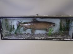 TAXIDERMY - a cased trout, 18cms H, 86cms W, 16cms D