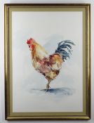 PLAYFAIR watercolour - study of a cockerel, indistinctly signed, 56 x 39cms (framed and glazed)