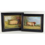 MODERN BRITISH SCHOOL oil on canvas, a pair - portrait of a prize cow and portrait of a prize pig in