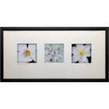 CERI LEIGH photo series Entitled 'Flower textures White 67cm x 34cm glazed and framed in white