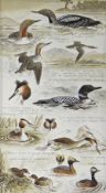 PHILIP SNOW watercolour - interesting study of various diver birds, with titles and pencil