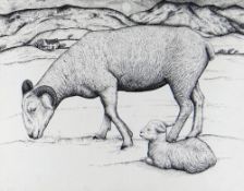 SEREN BELL pen and ink on paper - entitled verso 'Wiltshire Horn Ewe & Lamb', signed and dated 1994,