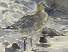 KIM ATKINSON watercolour and pencil - study of a wader 'Bar Tailed Godwit, Enlli - May '89', signed,