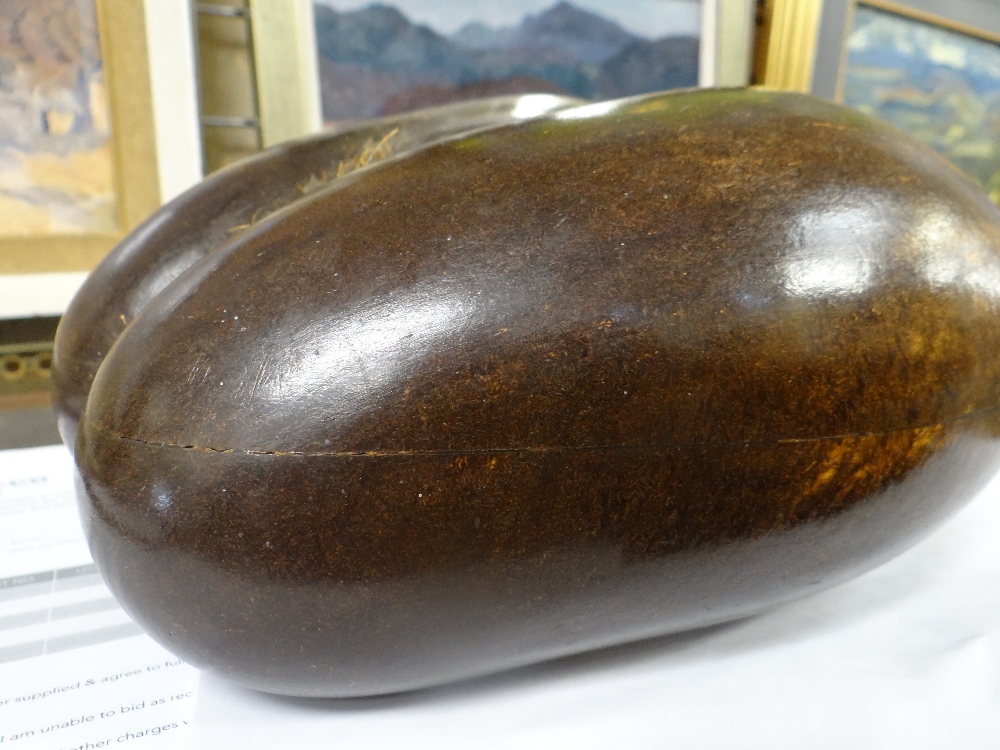 POLISHED COCO DE MER SEED (Lodoicea maldivica), of typical form, 24cms high Provenance: private - Image 2 of 4