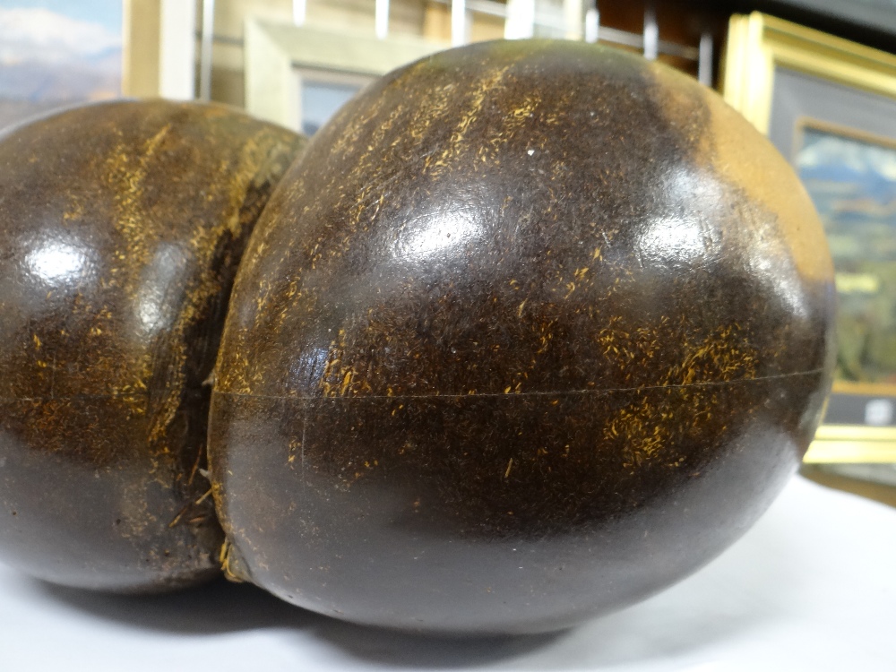 POLISHED COCO DE MER SEED (Lodoicea maldivica), of typical form, 24cms high Provenance: private - Image 3 of 4
