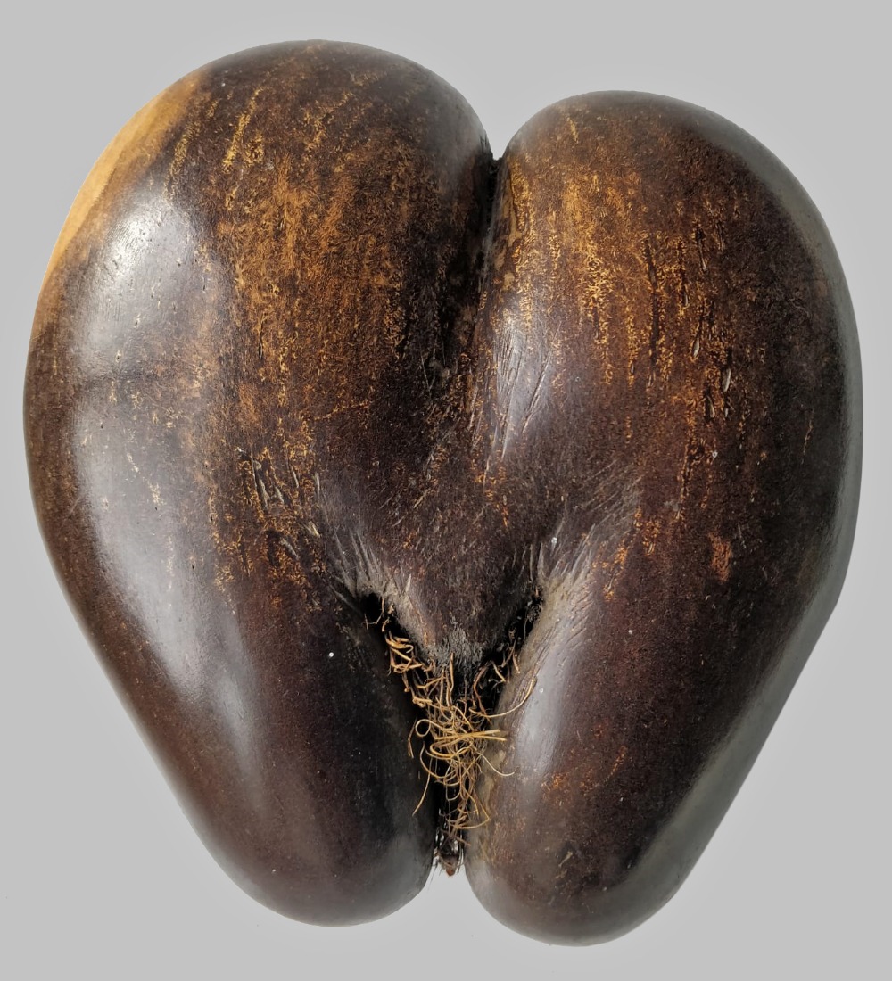 POLISHED COCO DE MER SEED (Lodoicea maldivica), of typical form, 24cms high Provenance: private