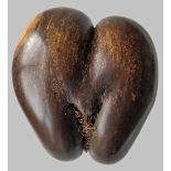 POLISHED COCO DE MER SEED (Lodoicea maldivica), of typical form, 24cms high Provenance: private