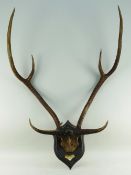 ROWLAND WARD: AXIS or CHITAL STAG ANTLERS, Axis axis, cranium mount to a shield with ivorine