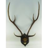 ROWLAND WARD: AXIS or CHITAL STAG ANTLERS, Axis axis, cranium mount to a shield with ivorine