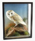 CASED TAXIDERMY BARN OWL, Tyto alba, early 20th Century, standing on a rock with grasses and fern,