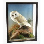 CASED TAXIDERMY BARN OWL, Tyto alba, early 20th Century, standing on a rock with grasses and fern,