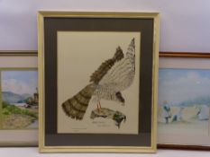 JOHN MORELAND 1975 print - Sparrowhawk, 43.5 x 35cms, SHEILA GRAHAM watercolour - Penmon, Anglesey