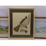 JOHN MORELAND 1975 print - Sparrowhawk, 43.5 x 35cms, SHEILA GRAHAM watercolour - Penmon, Anglesey