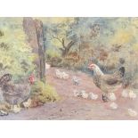 UNSIGNED watercolour - poultry with young, 17.5 x 24cms