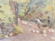 UNSIGNED watercolour - poultry with young, 17.5 x 24cms