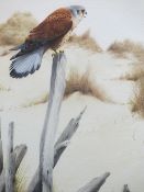 TERENCE LAMBERT watercolour - Kestrel perched on timber fence in a sand dune, signed lower right, 45