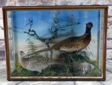 TAXIDERMY CASE OF A PAIR OF COMMON PHEASANTS, on naturalistic bases and painted background, 62 x