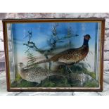 TAXIDERMY CASE OF A PAIR OF COMMON PHEASANTS, on naturalistic bases and painted background, 62 x