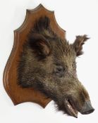 FRENCH TAXIDERMY BOAR'S HEAD Sus scrofa, by Emile Deyrolle, Paris, neck mount to moulded shield,