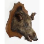 FRENCH TAXIDERMY BOAR'S HEAD Sus scrofa, by Emile Deyrolle, Paris, neck mount to moulded shield,