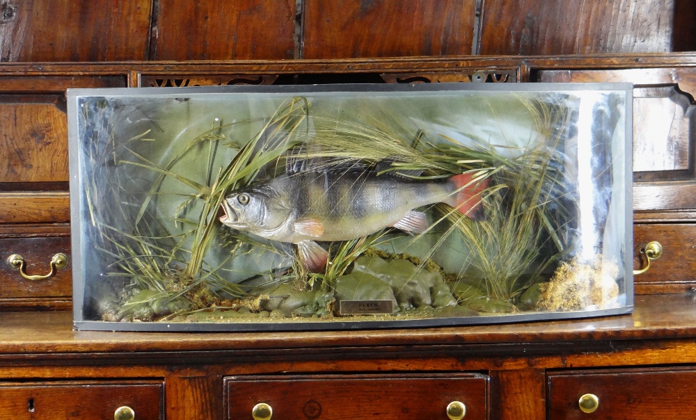 MODERN REPRODUCTION CASED TROPHY FISH , 'Perch' mounted in antique-style bowfront case, 33 x 80cms