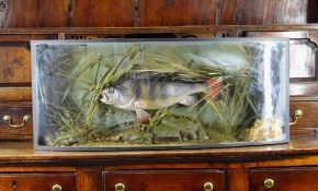 MODERN REPRODUCTION CASED TROPHY FISH , 'Perch' mounted in antique-style bowfront case, 33 x 80cms