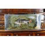 MODERN REPRODUCTION CASED TROPHY FISH , 'Perch' mounted in antique-style bowfront case, 33 x 80cms