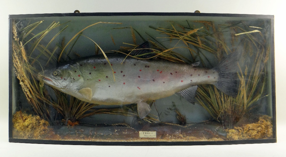 MODERN REPRODUCTION CASED TROPHY FISH , 'Trout' mounted in antique-style bowfront case, 38 x 80cms - Image 2 of 2