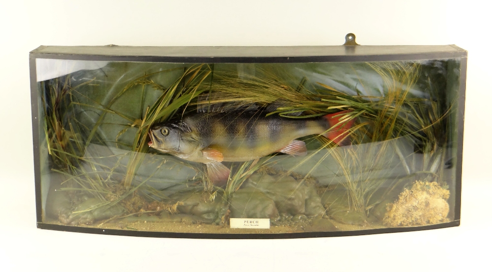 MODERN REPRODUCTION CASED TROPHY FISH , 'Perch' mounted in antique-style bowfront case, 33 x 80cms - Image 2 of 2