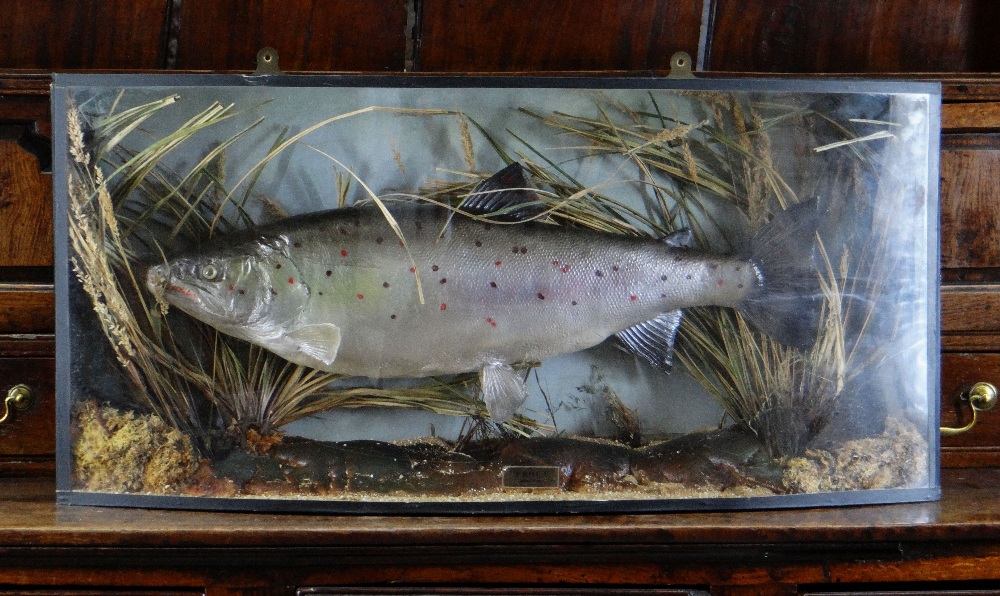 MODERN REPRODUCTION CASED TROPHY FISH , 'Trout' mounted in antique-style bowfront case, 38 x 80cms