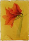SIGRID MULLER mixed media - 'Amaryllis', signed, 34 x 24cms Provenance: from the collection of the